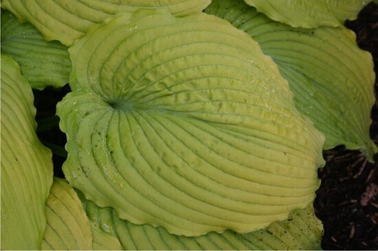 №386  Sea Gulf Stream 